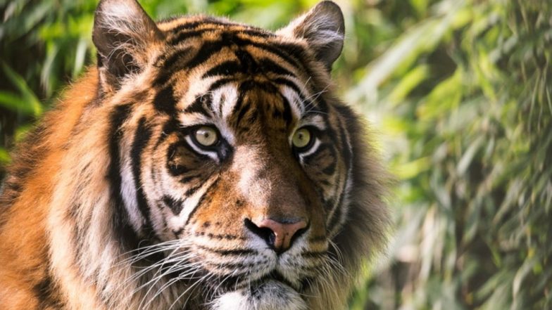 21 Tiger Death Recorded in 2018, Number of Big Cats Died in Maharashtra Same As of 2017