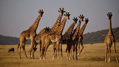 Giraffes Endangered! World's Tallest Animal Subspecies Nubian & Kordofan Giraffes Now in 'Critically Endangered' List