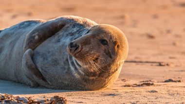 Female Seal With Plastic Net Around its Neck at Norfolk Coast Spotted, Heartbreaking Pic Goes Viral