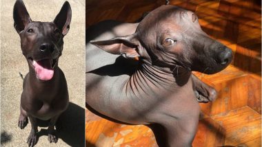Rare Dog Breed Mexican Hairless Which Looks Like a Statue Shocks Netizens! (See Pictures)