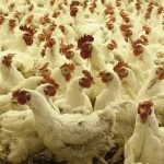 Saudi Arabia Implements Poultry and Egg Import Ban on 40 Countries Including India Due to Health and Safety Concerns