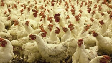 Avian Flu in India: Over 1.60 Lakh Poultry Birds To Be Culled in Haryana’s Panchkula