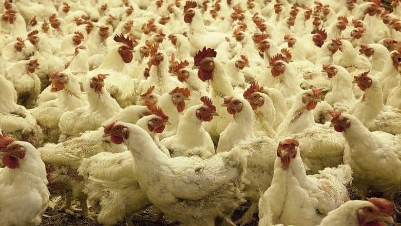 Genetically Modified Chickens Offer Hope for Cheaper Drugs: Study Genetically Modified Chickens Offer Hope for Cheaper Drugs: Study