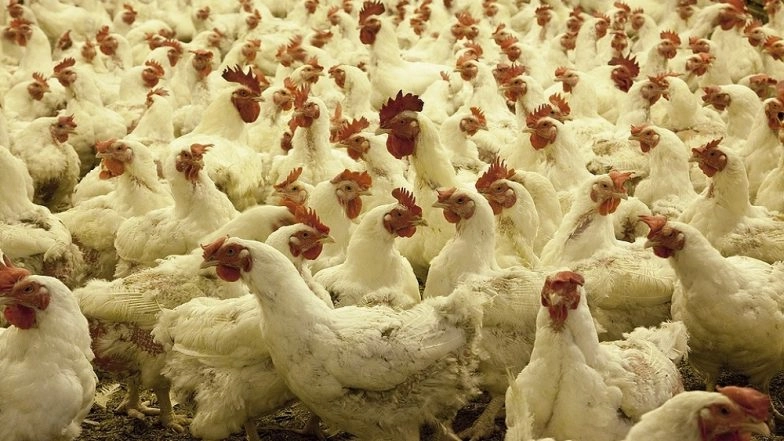 Saudi Arabia Implements Poultry and Egg Import Ban on 40 Countries Including India Due to Health and Safety Concerns