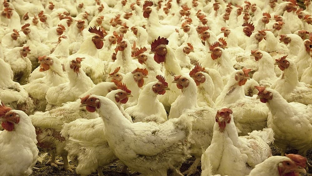 Newcastle Disease in Andhra Pradesh: Over 2,500 Poultry Farm Birds Killed Over Suspicion of VVND in East Godavari Newcastle Disease in Andhra Pradesh: Over 2,500 Poultry Farm Birds Killed Over Suspicion of VVND in East Godavari