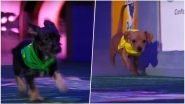 Puppy Bowl 2019 Ahead of Super Bowl LIII: Adorable Rescue Pups Are Ready to Steal Sunday&rsquo;s Show (Watch Video)