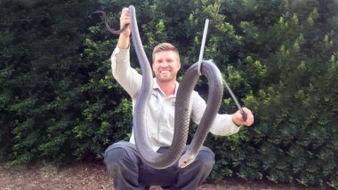 Australian Snake Catcher Snares the Biggest Eastern Brown Snake in His Career! Watch Video