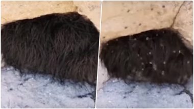 Two Curious Men Poke Furry Mysterious Hibernating Animal in a Mexican Cave & It Erupts Into Thousands of Spiders Nesting (Watch Video)
