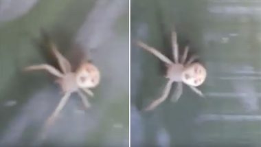 Spider With Human Face Found in Assam, Watch Video of Literal 'Spiderman'!