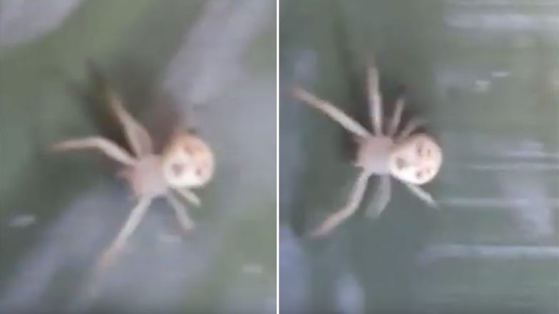 Название sophie rain spider man video original. Человек из пауков тысячник. Шарик прилетел в камеру наблюдения человек паук.