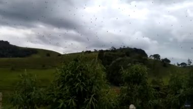 Spiders Raining From Sky! Spine Chilling Video of Arachnids Scare Brazilians