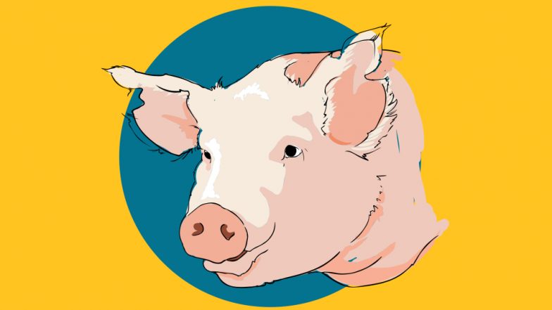 Swine Flu Prevention: Important Tips to Stay Protected From H1N1 Infection