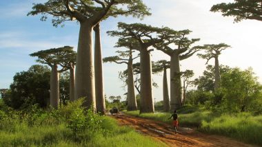 Ancient Baobab Trees Called 'Tree of Life' Are Slowly Dying Due to Climate Change in Southern Africa: Research
