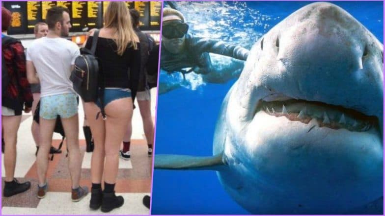 From No Trousers Tube Ride to Biggest White Shark in Hawaii, Here Are Top 7 Viral Videos of the Week From No Trousers Tube Ride to Biggest White Shark in Hawaii, Here Are Top 7 Viral Videos of the Week