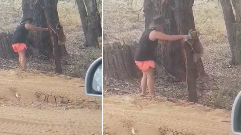 Thirsty Koala Drinks Water From Bottle Amidst Heatwave in Australia, Video Goes Viral