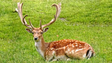 Japan: Nine Deer Dead in Nara Park After Eating Plastic, Says Wildlife Group