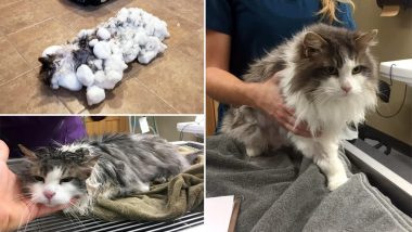 Snow-Covered Fluffy, the Cat Who Almost Froze to Death Has Recovered and People Are Thrilled (View Pics)