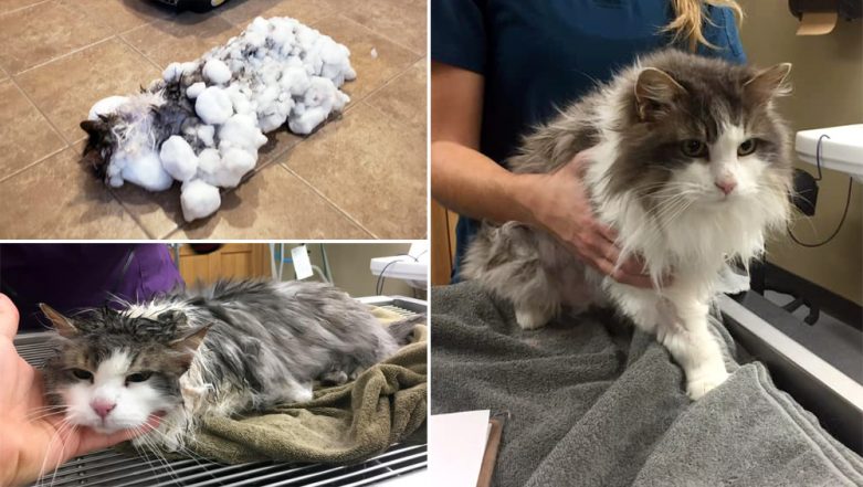 Snow-Covered Fluffy, the Cat Who Almost Froze to Death Has Recovered ...