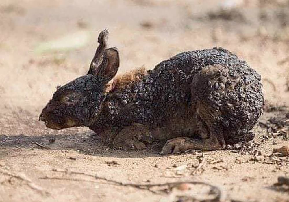 Bandipur Forest Fire Fake Photos Of Dead Animals From Karnataka Tiger