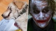 Pranksters Slice Golden Retriever Puppy&rsquo;s Mouth Open Like &lsquo;Batman Villain the Joker,&rsquo; Burn and Break Its Leg in South Korea