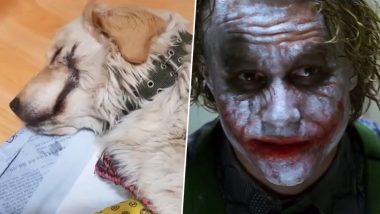 Pranksters Slice Golden Retriever Puppy’s Mouth Open Like ‘Batman Villain the Joker,’ Burn and Break Its Leg in South Korea