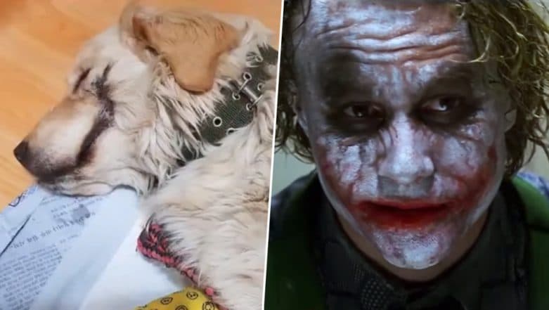 Pranksters Slice Golden Retriever Puppy’s Mouth Open Like ‘Batman Villain the Joker,’ Burn and Break Its Leg in South Korea Pranksters Slice Golden Retriever Puppy’s Mouth Open Like ‘Batman Villain the Joker,’ Burn and Break Its Leg in South Korea