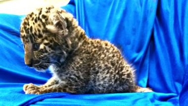 Leopard Cub Found in Baggage at Chennai Airport, Passenger Detained; Watch Video