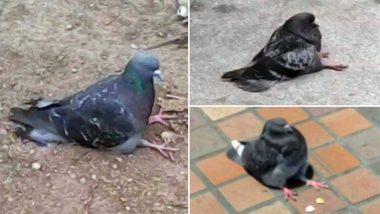 Pictures of Pigeons Sitting As Humans Go Viral on Twitter; the Reason Might Break Your Heart! (View Pics)