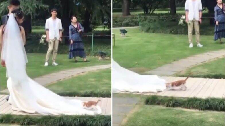 Cute Cat Riding on the Train of a Chinese Bride’s Wedding Dress is Winning Hearts (Watch Video) Cute Cat Riding on the Train of a Chinese Bride’s Wedding Dress is Winning Hearts (Watch Video)