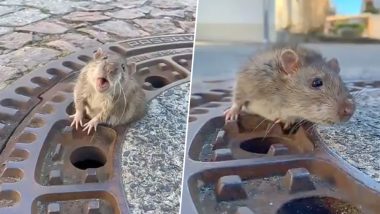 Overweight Rat Rescued by 9 Firefighters After the Rodent Gets Stuck in Manhole Cover (Watch Video)