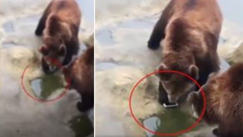 Man Throws iPhone Into Bear Enclosure at China Wildlife Park Instead of Apples; Video Goes Viral Man Throws iPhone Into Bear Enclosure at China Wildlife Park Instead of Apples; Video Goes Viral