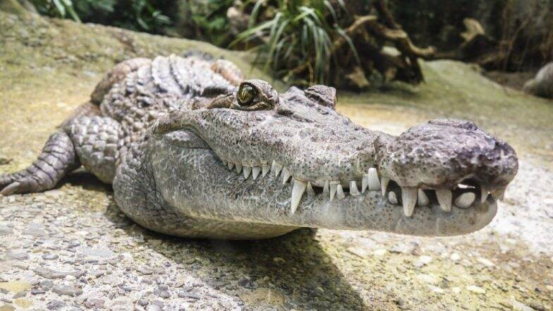 Australia Floods 2019: Crocodiles and Snakes Enter Residential Areas in Queensland As Floodgates Opened Australia Floods 2019: Crocodiles and Snakes Enter Residential Areas in Queensland As Floodgates Opened