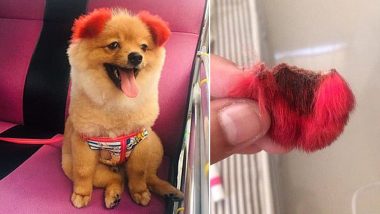 Dog's Ear Falls Off After Owner Colours Them Red! Netizens Slam Thai Woman For Being Cruel and Irresponsible (Watch Video)