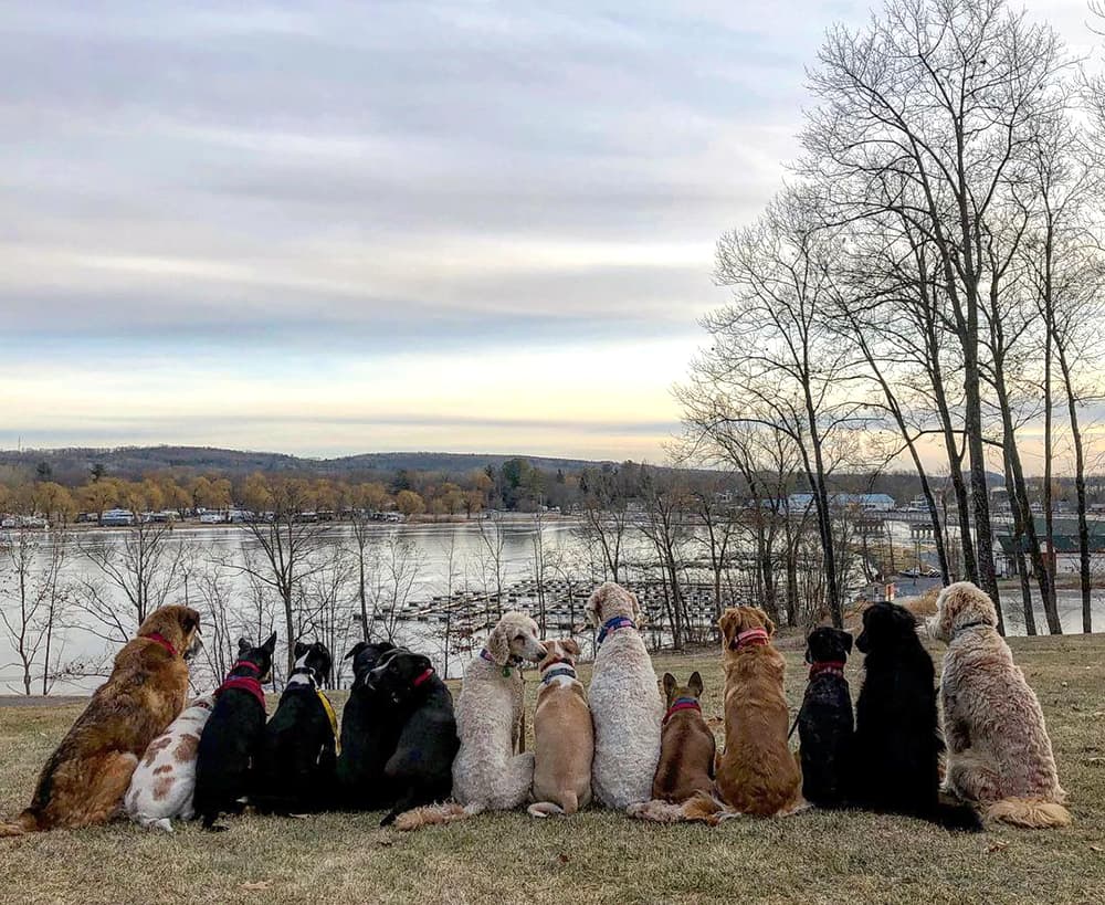 Saratoga dog walker has a big following, Life & Arts