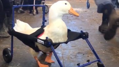 Rescue Duck With Disability Gets a New Life With Customised Tiny Wheelchair in New Jersey (Watch Video)