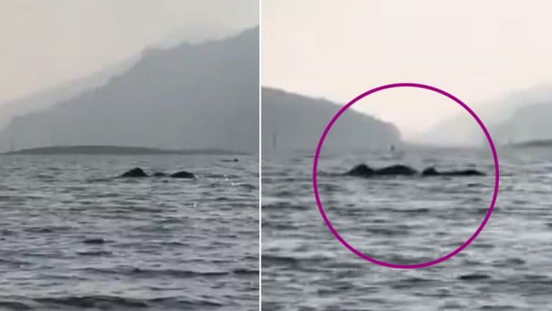 Elephants Swimming Across Kerala's Periyar River Amaze Netizens, Video Goes Viral Elephants Swimming Across Kerala's Periyar River Amaze Netizens, Video Goes Viral