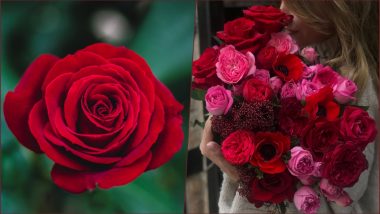 Rose Day 2019 Images & HD Wallpapers for Free Download Online: Wish Happy Rose Day With Romantic GIF Greetings & WhatsApp Sticker Messages During Valentine Week
