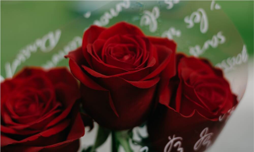 Rose Day 2019 Wishes on First Day of Valentine Week 