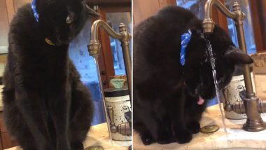 Cute Video of Cat Raises Concerns of  'Drinking Problem' on Twitter and the Reactions Are Hilarious