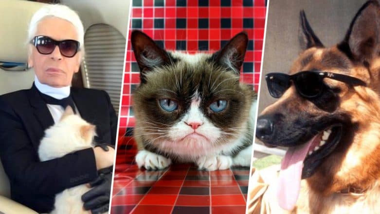 How Karl Lagerfeld's cat Choupette, already a millionaire, could become the  richest feline on the planet