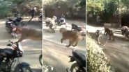 Lioness Runs into Crowd in Gujarat's Porbandar; Scary Video Goes Viral