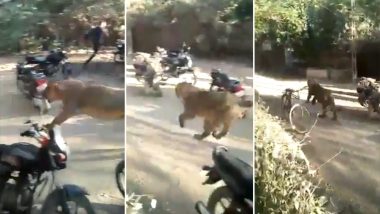 Lioness Runs into Crowd in Gujarat's Porbandar; Scary Video Goes Viral