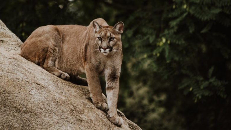 Colorado Runner Kills Mountain Lion with his Bare Hands After it Attacks Him
