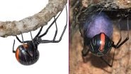 Deadliest Spiders in the World: New Species of Widow Spider Discovered in South Africa Has Lethal Bite, Watch Video