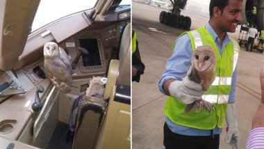Owl Found In Cockpit of Jet Airways Boeing 777 at Mumbai Airport