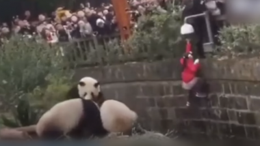 Watch Video: Dramatic Rescue of 8-Year-Old Girl Who fell Into Giant Panda Enclosure In China's Chengdu City