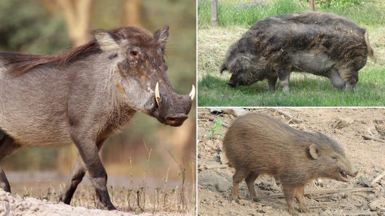 Chinese New Year 2019: 5 Record Holding Pigs to Mark The Start Year of The Pig Chinese New Year 2019: 5 Record Holding Pigs to Mark The Start Year of The Pig