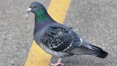 Pigeon 'Punished' by Woman in Mumbai, Hanged Upside Down From 5th Floor of Building, Police File Case