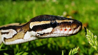 Scottish Woman Travels With Python From Australia to Scotland, Realises Only After Reaching Home