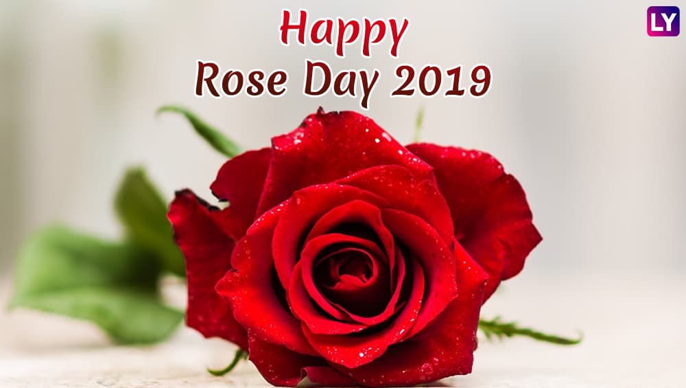 Rose Day 2019 Images HD Wallpapers for Free Download 